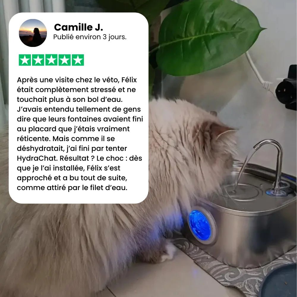 Avis client Camille sur la fontaine à eau chat HydraChat avec chat qui boit