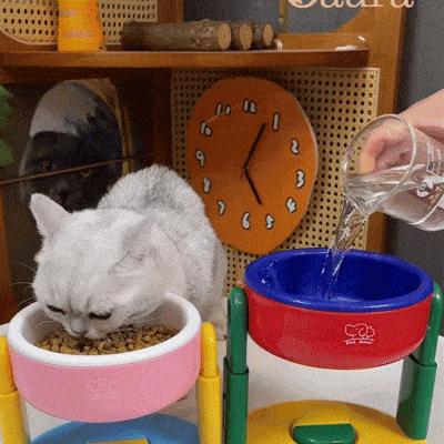 Gamelle pour chat ErgoBowl surélevée et réglable utilisée pendant le repas
