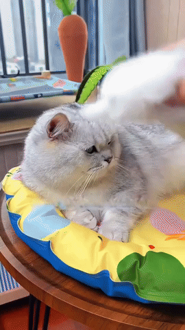 Brosse vapeur SteamPaw 3-en-1 pour chat et chien, démêle, retire les poils morts et diffuse une vapeur douce