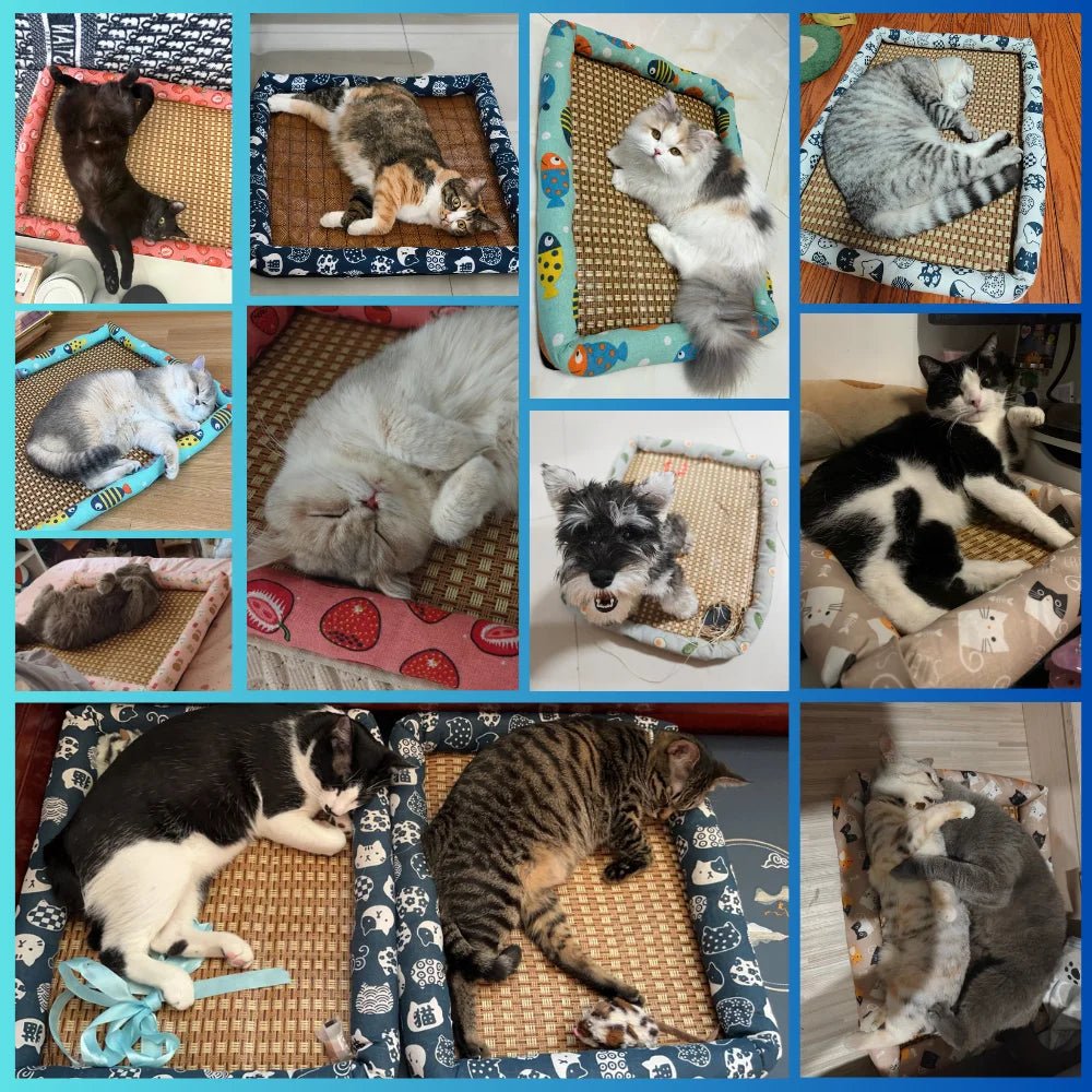 Avis clients avec chats et chiens installés sur le tapis rafraîchissant NooMat