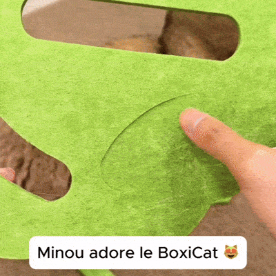 Deux chats jouant ensemble avec la boite interactive BoxiCat, stimulation curiosité et bien-être félin