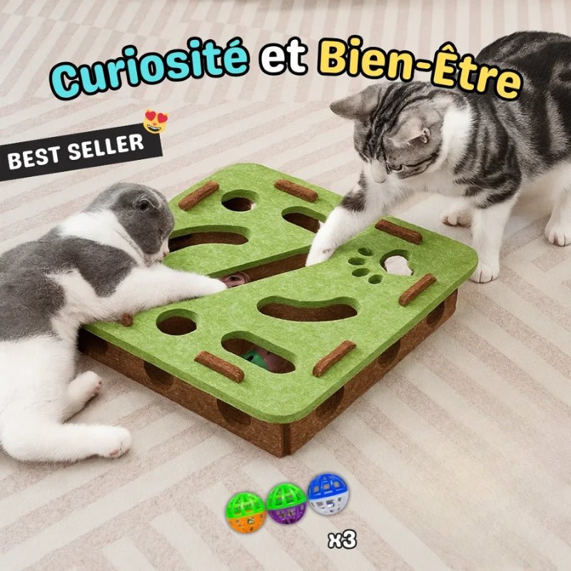 Chats jouant avec la boîte interactive BoxiCat pour stimuler curiosité et bien-être