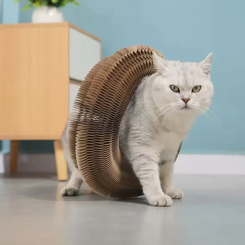 Chat blanc traversant GriffCat transformé en grand anneau de carton