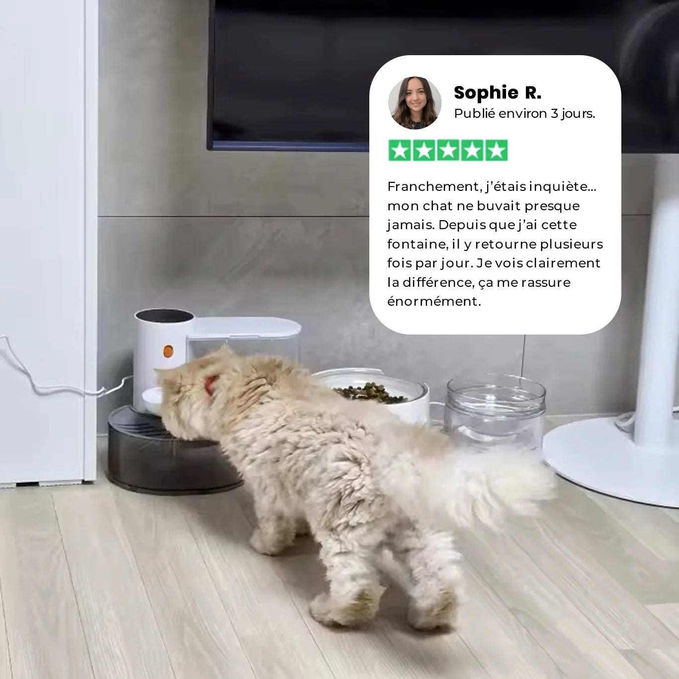 Chat utilisant la fontaine Aquaflow avec avis client sur une meilleure hydratation