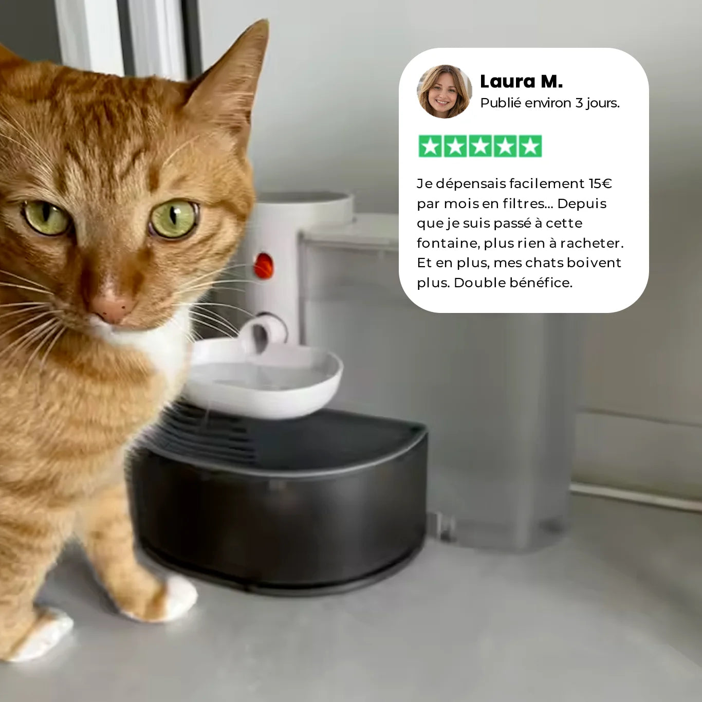 Chat devant la fontaine Aquaflow avec avis client sur les économies sans filtre