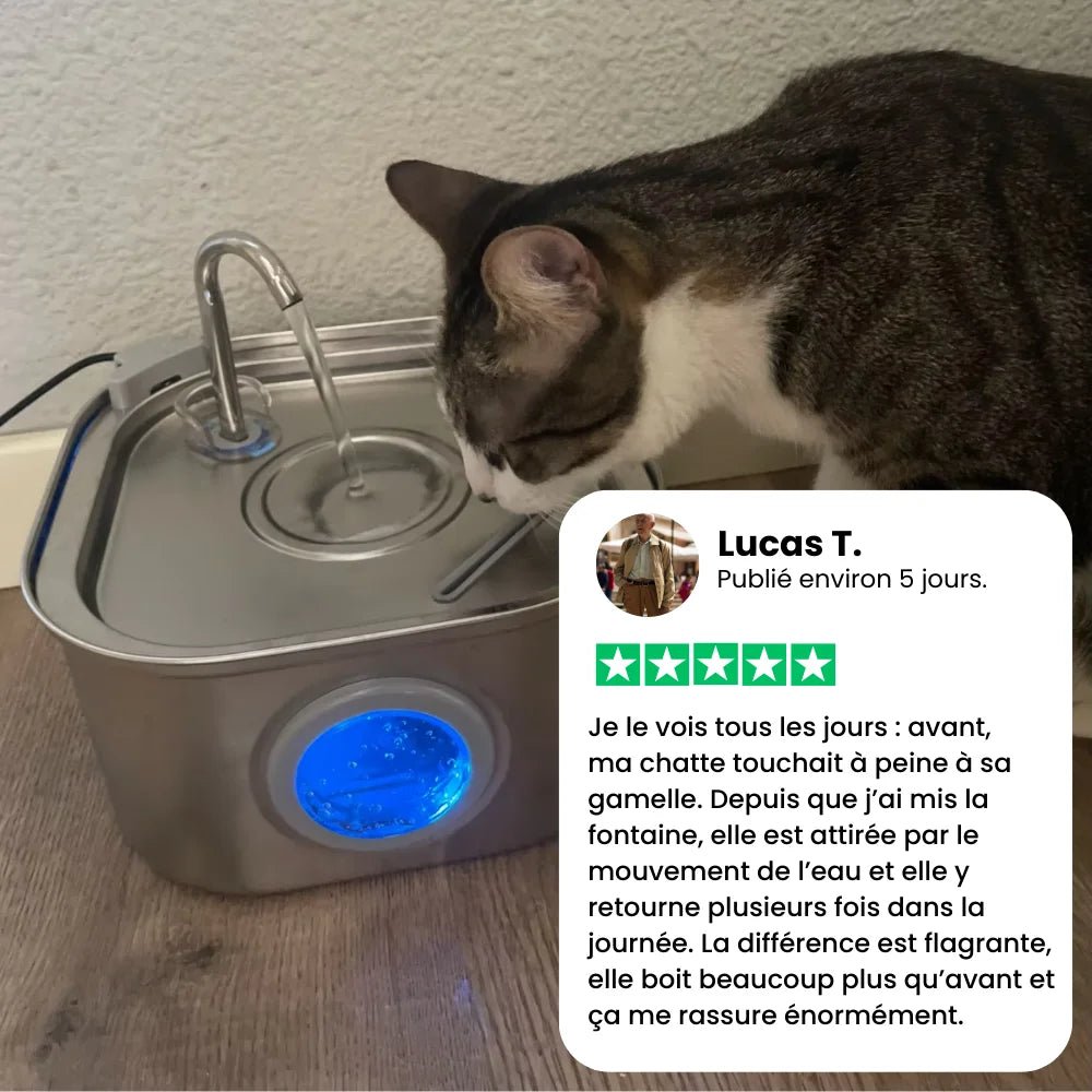 Chat utilisant la fontaine à eau inox HydraChat avec avis client 5 étoiles