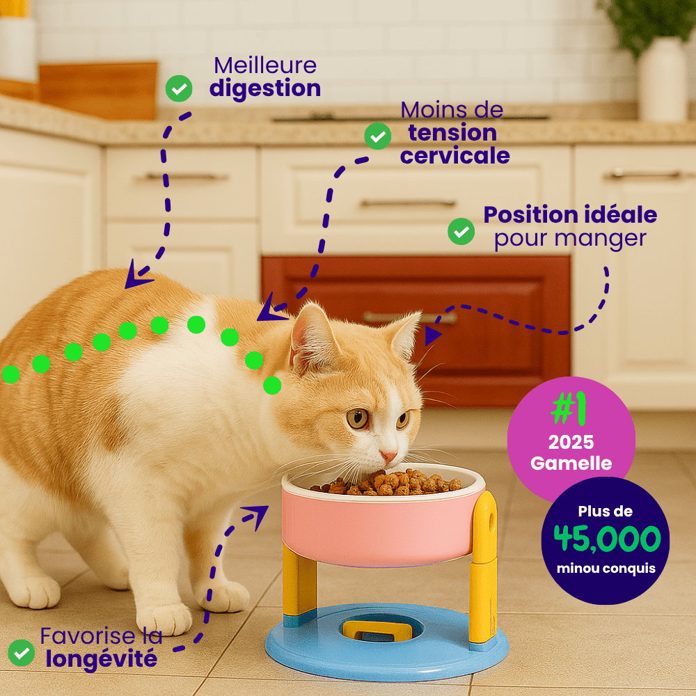 Gamelle pour chat ErgoBowl aidant à une posture plus naturelle pendant le repas
