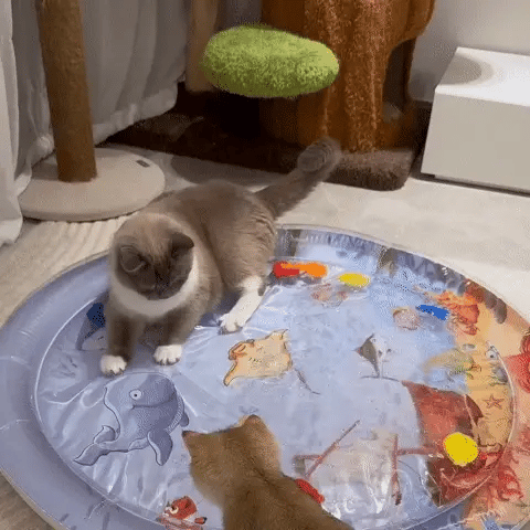 Chat jouant sur un tapis rafraîchissant aquatique pendant une journée chaude