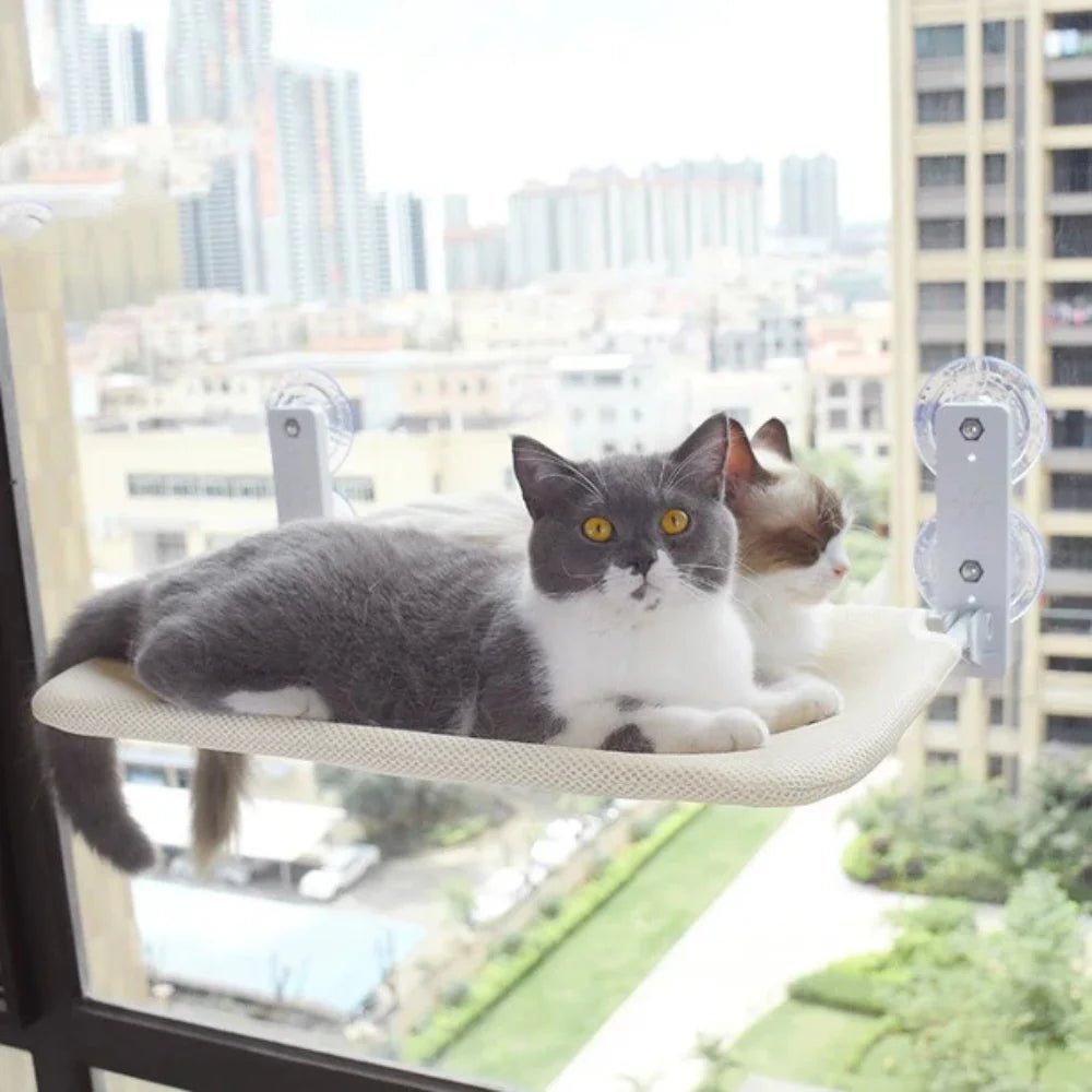 Deux chats installés sur le hamac HamaCat fixé à la fenêtre avec ventouses