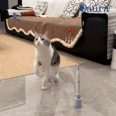 Démonstration FlutterPlay jouet papillon chat en rotation 360° - mouvement automatique continu qui stimule la chasse