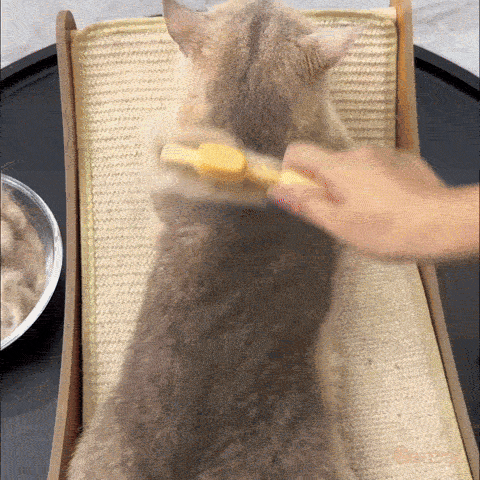 Démonstration brosse chat poil long ZenFur systeme autonettoyant 1 clic