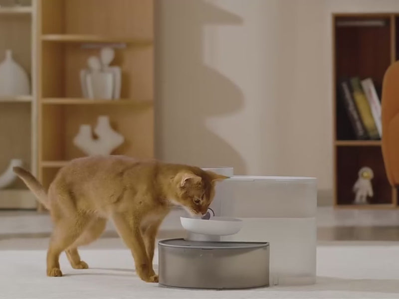 Fontaine à eau intelligente pour chat AquaFlow eau propre non recyclée