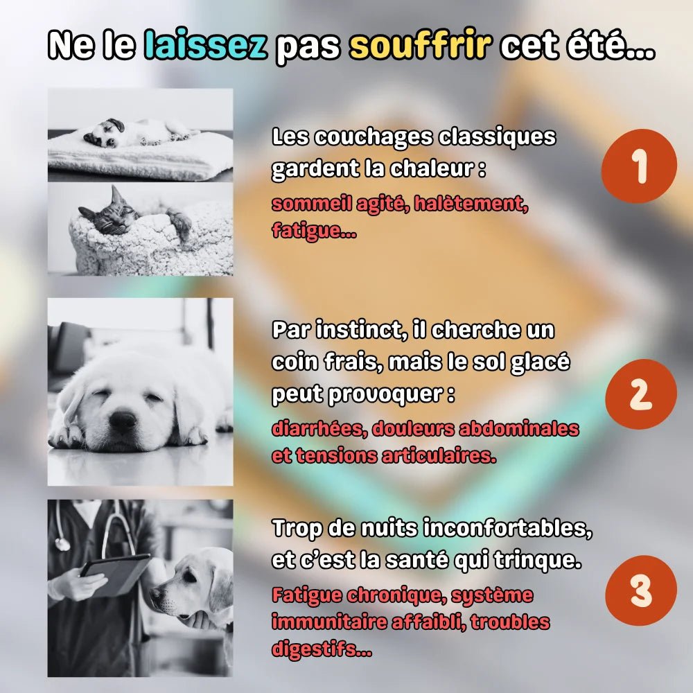 Tapis rafraîchissant NooMat pour aider le chat à mieux supporter les journées chaudes